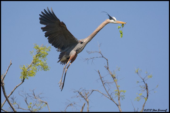 _0SB6907 great-blue heron with nesting material.jpg
